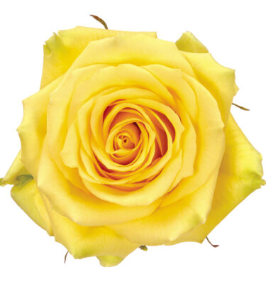 Rose Yellow Gelosia