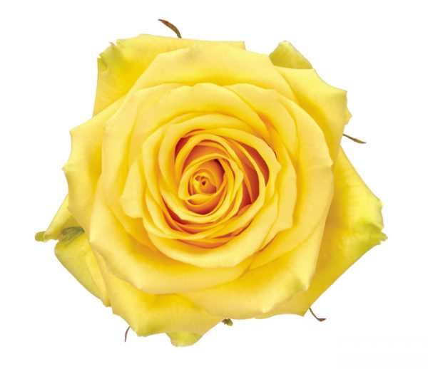Rose Yellow Gelosia