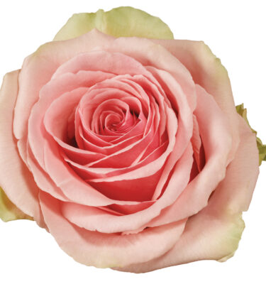 Rose Pink Geraldine