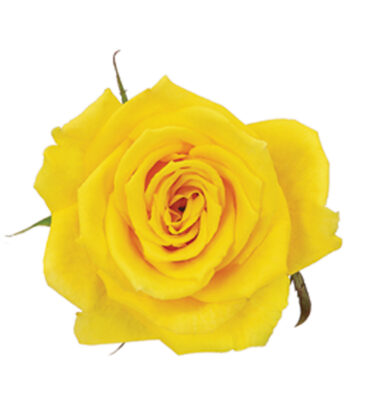 Rose Yellow Golda