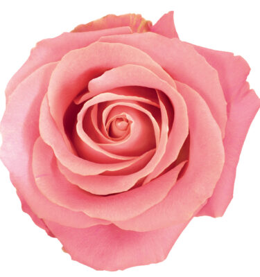 Rose Pink Hermosa