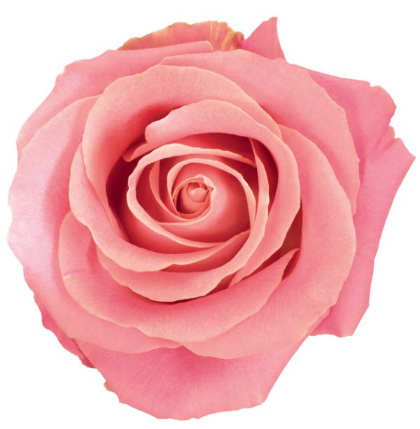 Rose Pink Hermosa