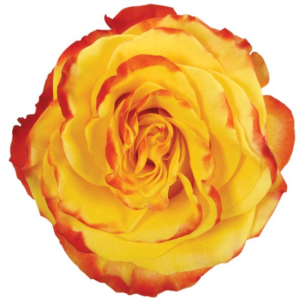 Rose Bi-Color Yellow High And Yellow Flame