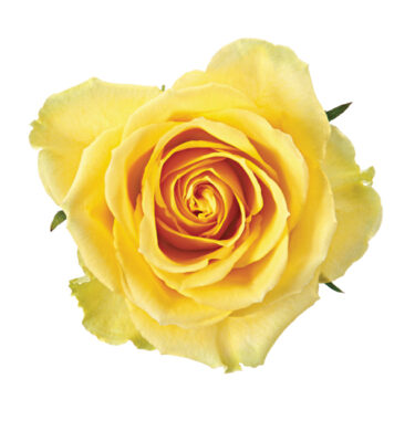 Rose Yellow Idol