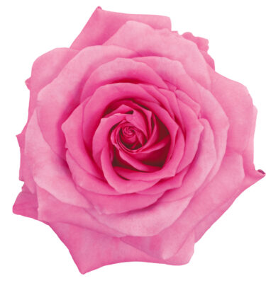 Rose Hot Pink Impression