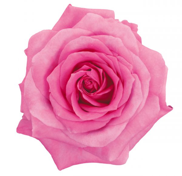 Rose Hot Pink Impression
