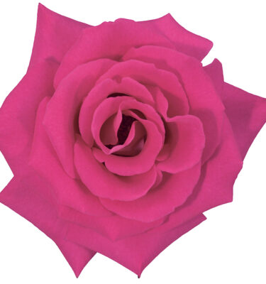 Rose Hot Pink Latin Breeze