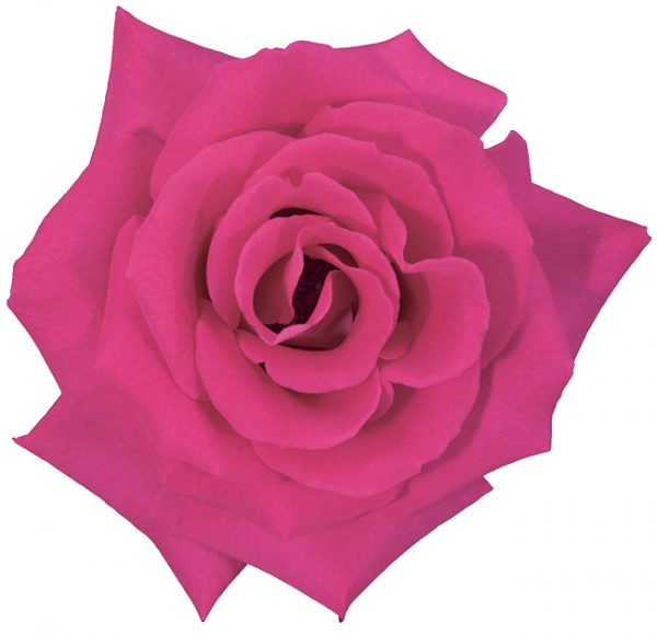 Rose Hot Pink Latin Breeze