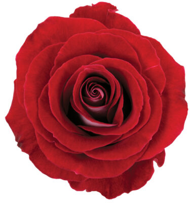 Rose Red Latin Lady