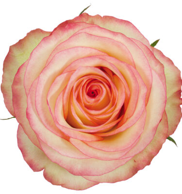 Rose Bi-Color Cream Malu