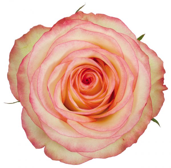 Rose Bi-Color Cream Malu