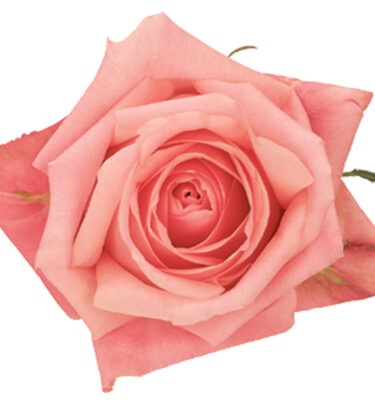 Rose Pink Marlyse