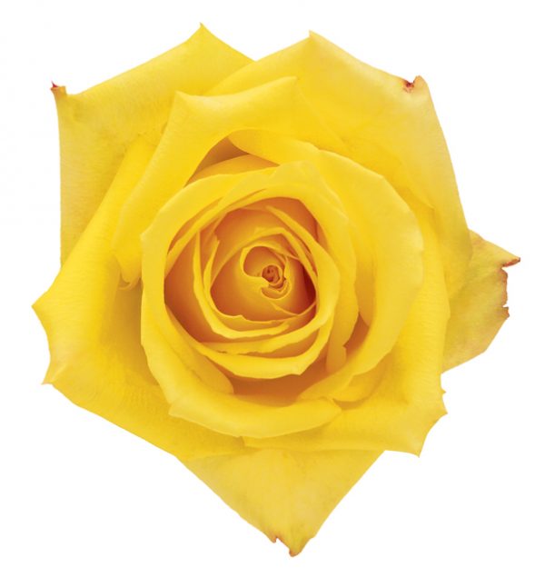 Rose Yellow Mohana