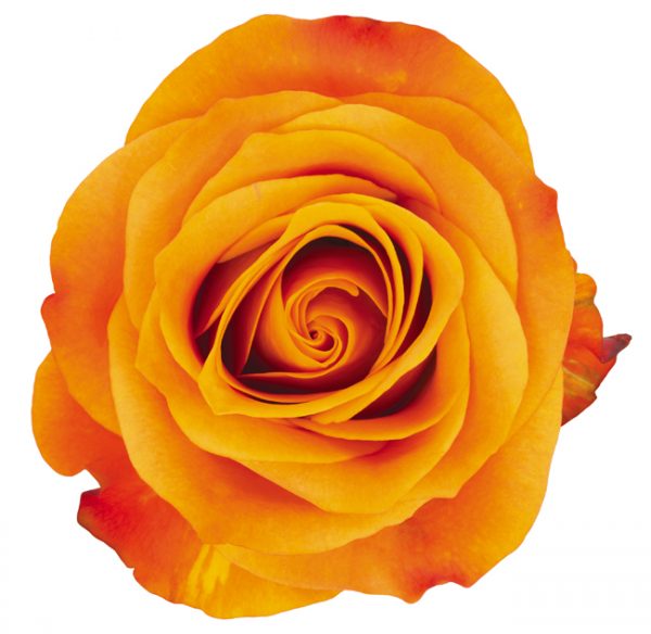 Rose Orange Nexus