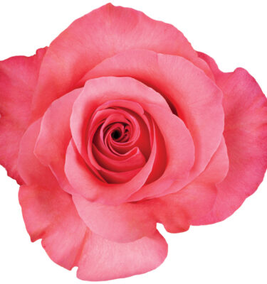 Rose Hot Pink Pink Love