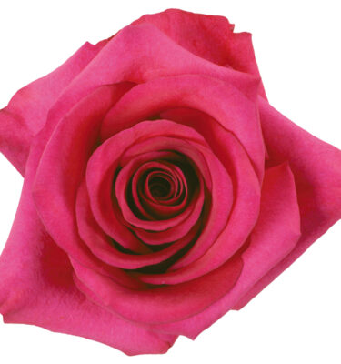 Rose Hot Pink Pizzazz