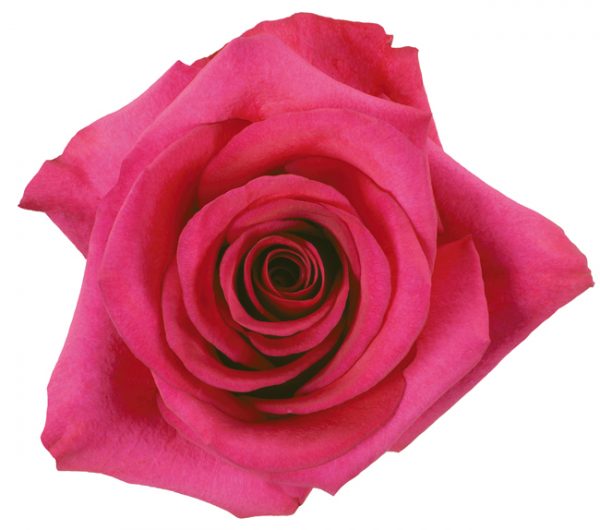 Rose Hot Pink Pizzazz