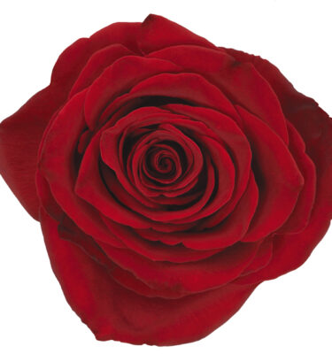 Rose Red Remember