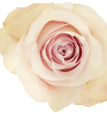 Rose Lavender Rememberance