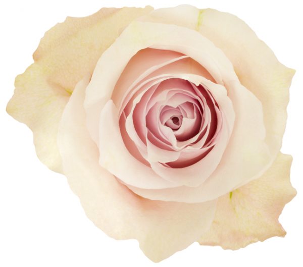 Rose Lavender Rememberance