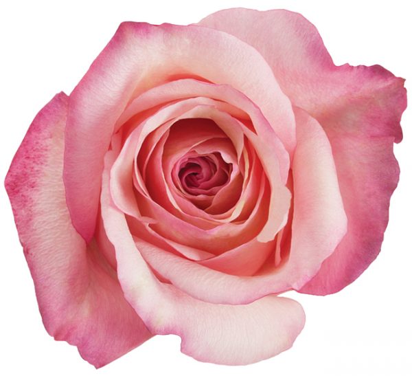 Rose Hot Pink Rocio
