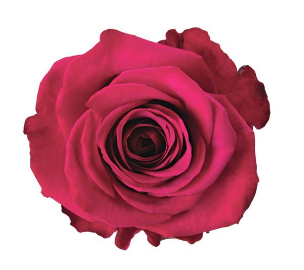 Rose Hot Pink Roseberry