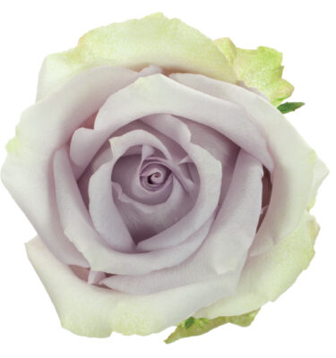 Rose Lavender Safi