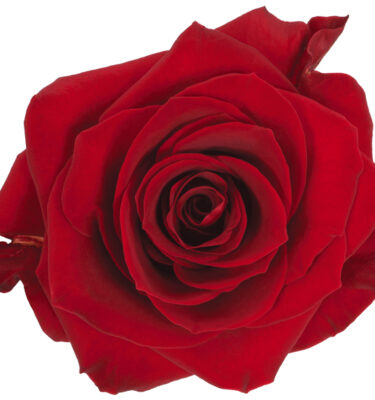 Rose Red Scarlatta