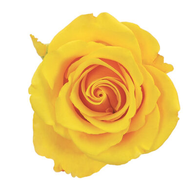 Rose Yellow Sonrisa