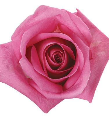 Rose Hot Pink Soulmate