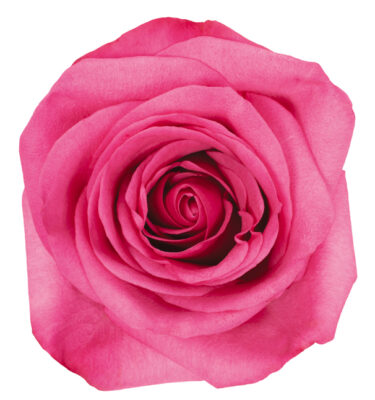 Rose Hot Pink Stiletto