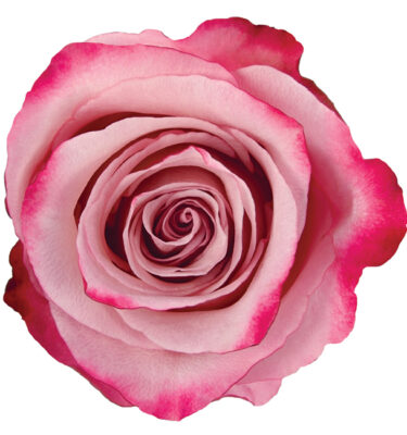 Rose Bi-Color Pink Sweetberry