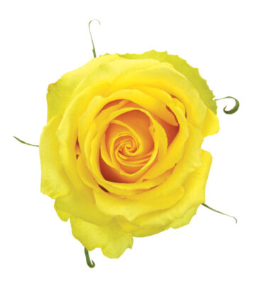 Rose Yellow Tara