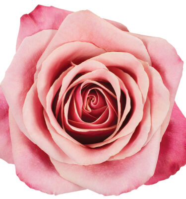 Rose Bi-Color Pink Toff
