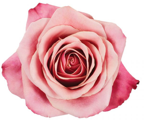 Rose Bi-Color Pink Toff