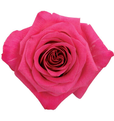 Rose Hot Pink Top Secret