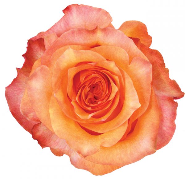 Rose Bi-Color Orange Twilight