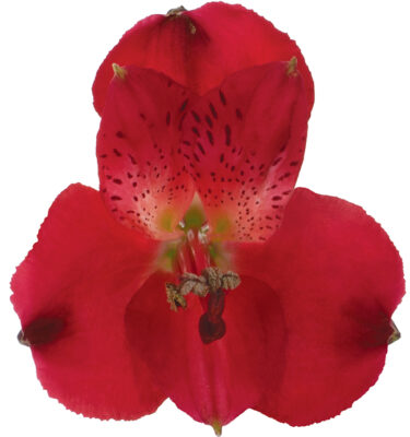 Alstroemeria Red Adele