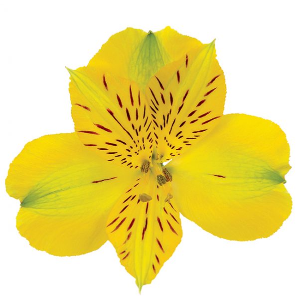 Alstroemeria Yellow Bella Star