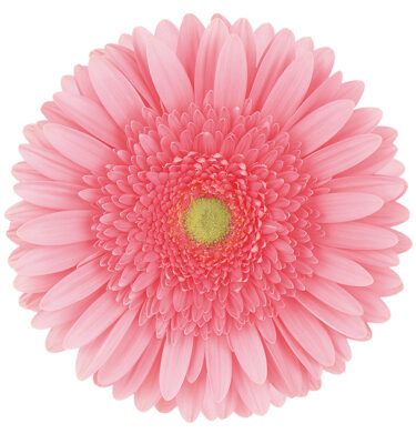 Gerbera Pink-Light Blossom (Light Center)