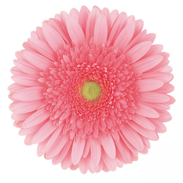 Gerbera Pink-Light Blossom (Light Center)