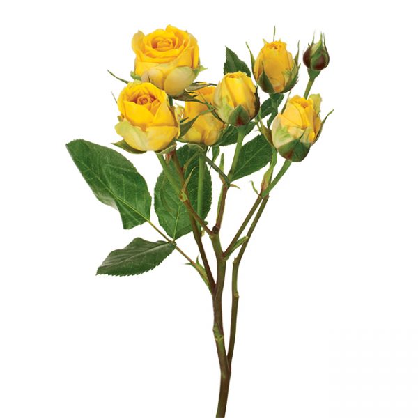 Roses Spray Yellow Bora Bora