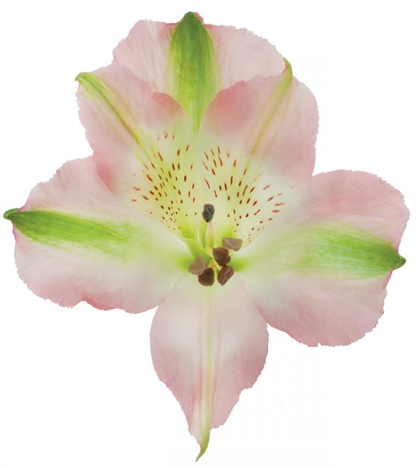 Alstroemeria Pink Cherish
