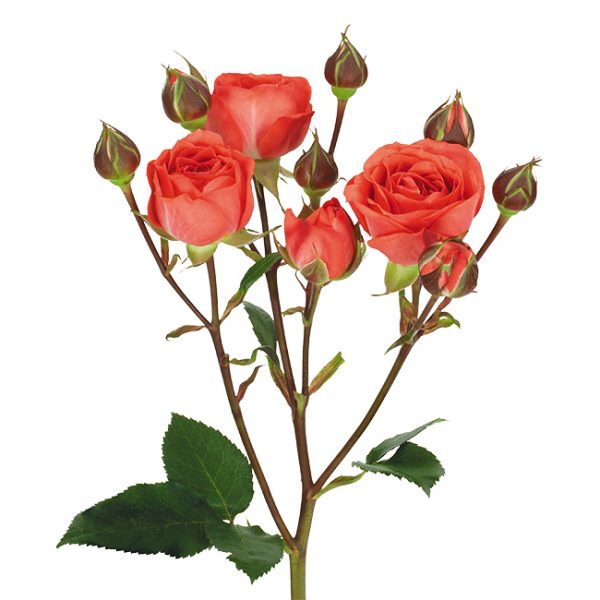 Roses Spray Coral Coral Duchess