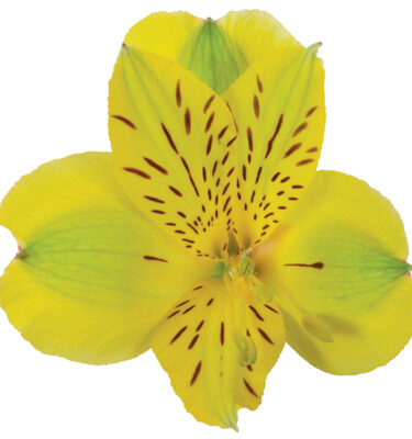 Alstroemeria Yellow Costa