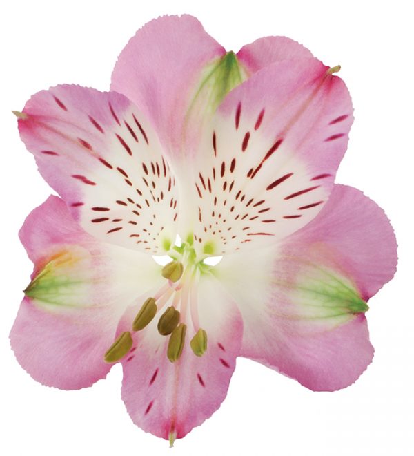 Alstroemeria Pink-Bicolor Diva