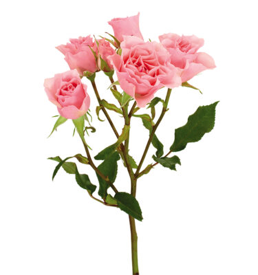 Roses Spray Pink-Medium Elba