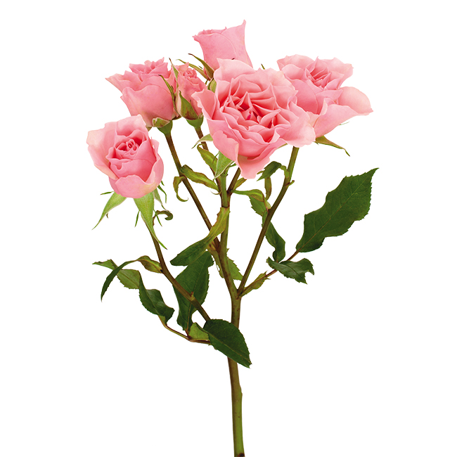 Roses Spray Pink Elba – DVFlora®