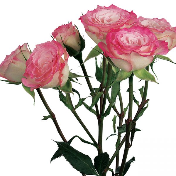 Roses Spray Pink-Bicolor Electra