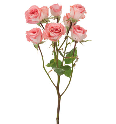 Roses Spray Pink-Medium Elegant Rosever